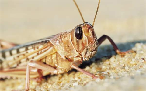 Locust spiritual meaning and big life changes (How seeing locusts might mean big things are coming soon).