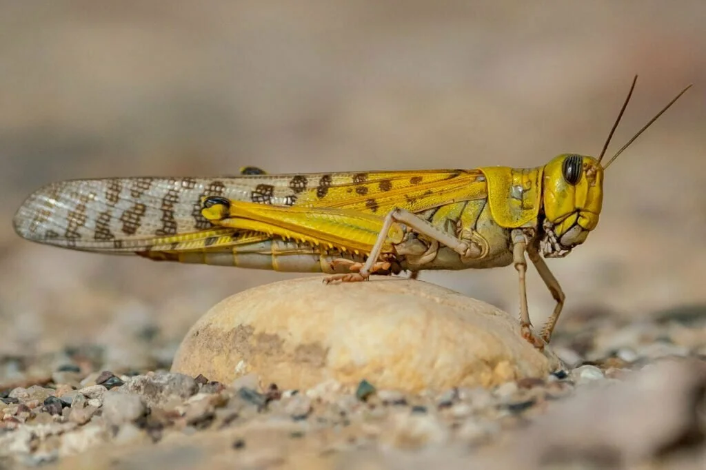 Locust spiritual meaning and big life changes (How seeing locusts might mean big things are coming soon).